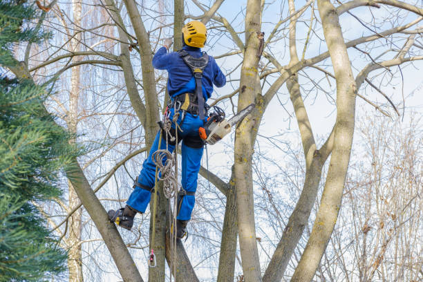 Best Tree Maintenance Programs  in Newport, SC