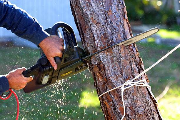 How Our Tree Care Process Works  in  Newport, SC