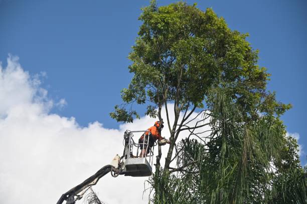 Leaf Removal in Newport, SC