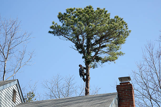 Best Seasonal Cleanup (Spring/Fall)  in Newport, SC