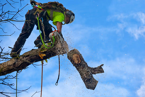 Best Stump Grinding and Removal  in Newport, SC