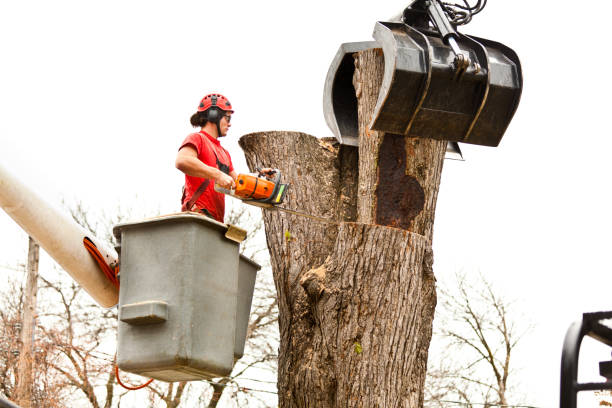 Best Tree and Shrub Care  in Newport, SC